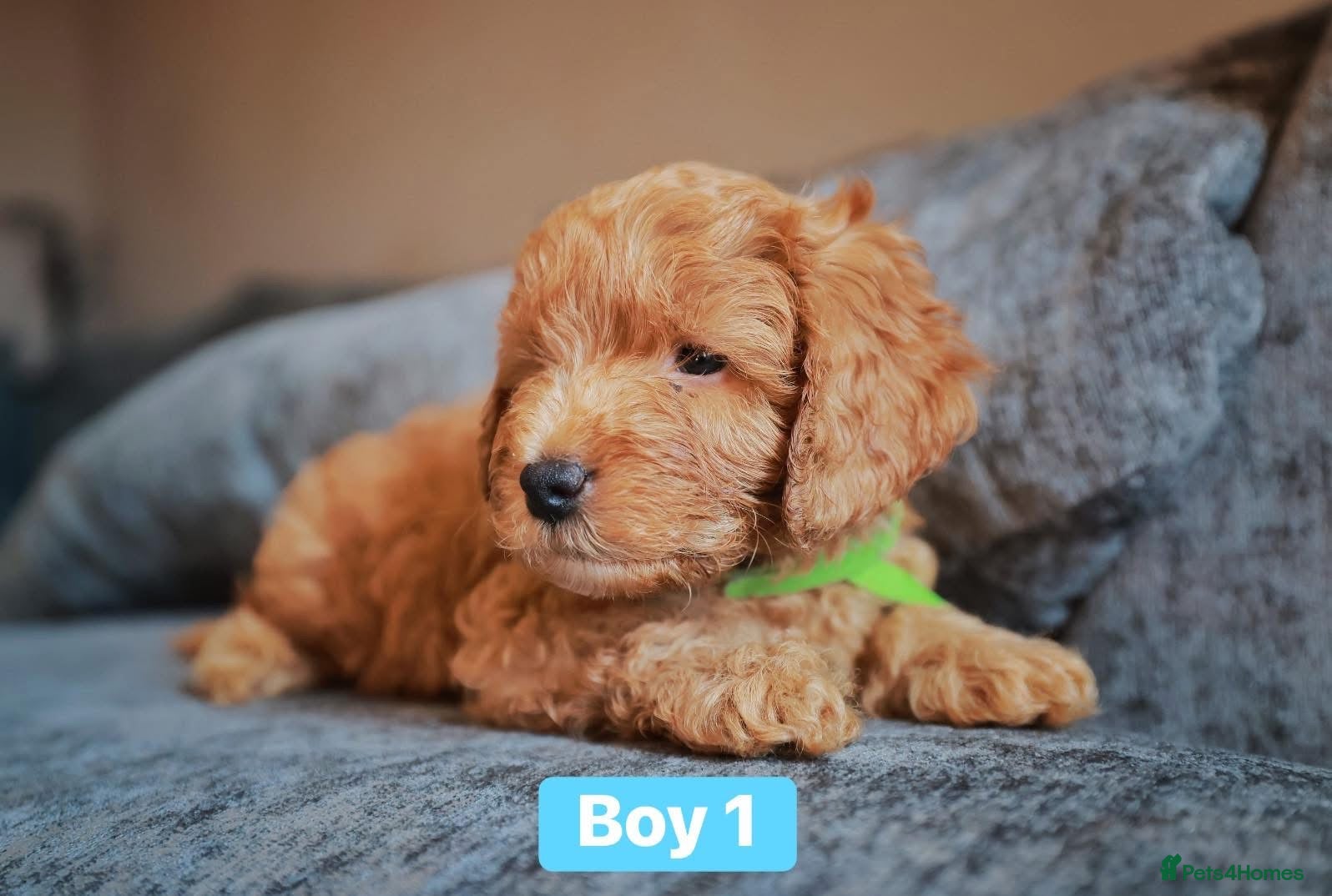 Cockapoo dogs for sale: F1B Toy Cockapoos for sale in Alexandria - Advert 8