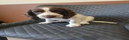Sprocker dogs for sale: Beautiful Sprocker pups ready now. - Advert 16
