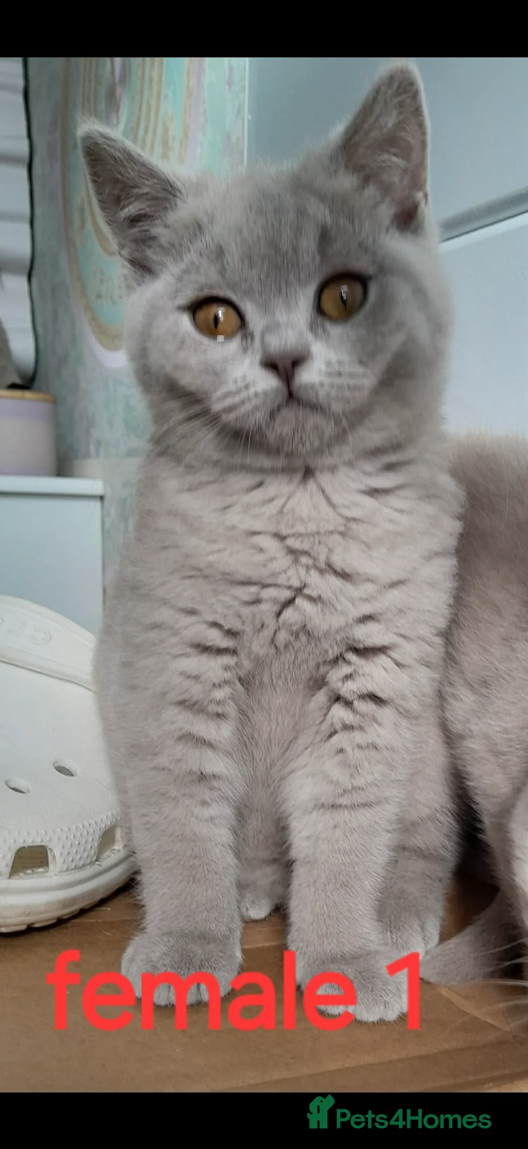 British Shorthair cats for sale: British shorthair gccf health checked - Advert 14