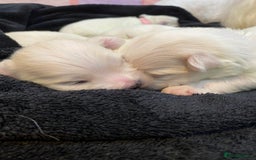Maltese dogs for sale: Gorgeous pure white Maltese puppies! - Image 14