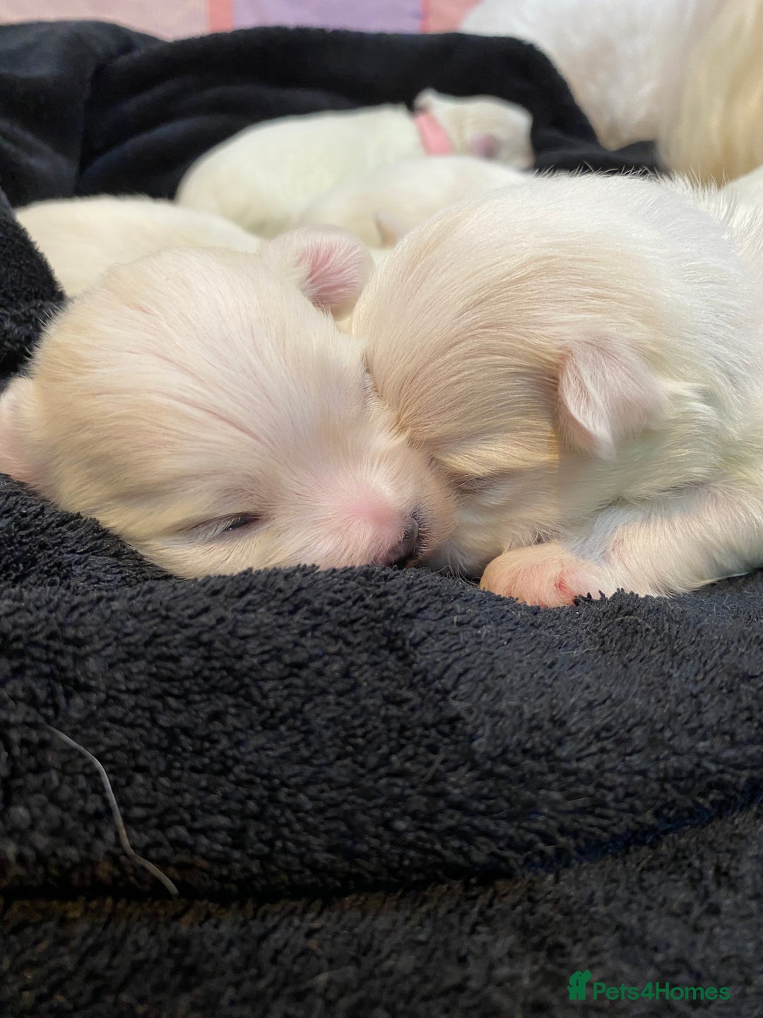 Maltese dogs for sale: Gorgeous pure white Maltese puppies! - Image 14