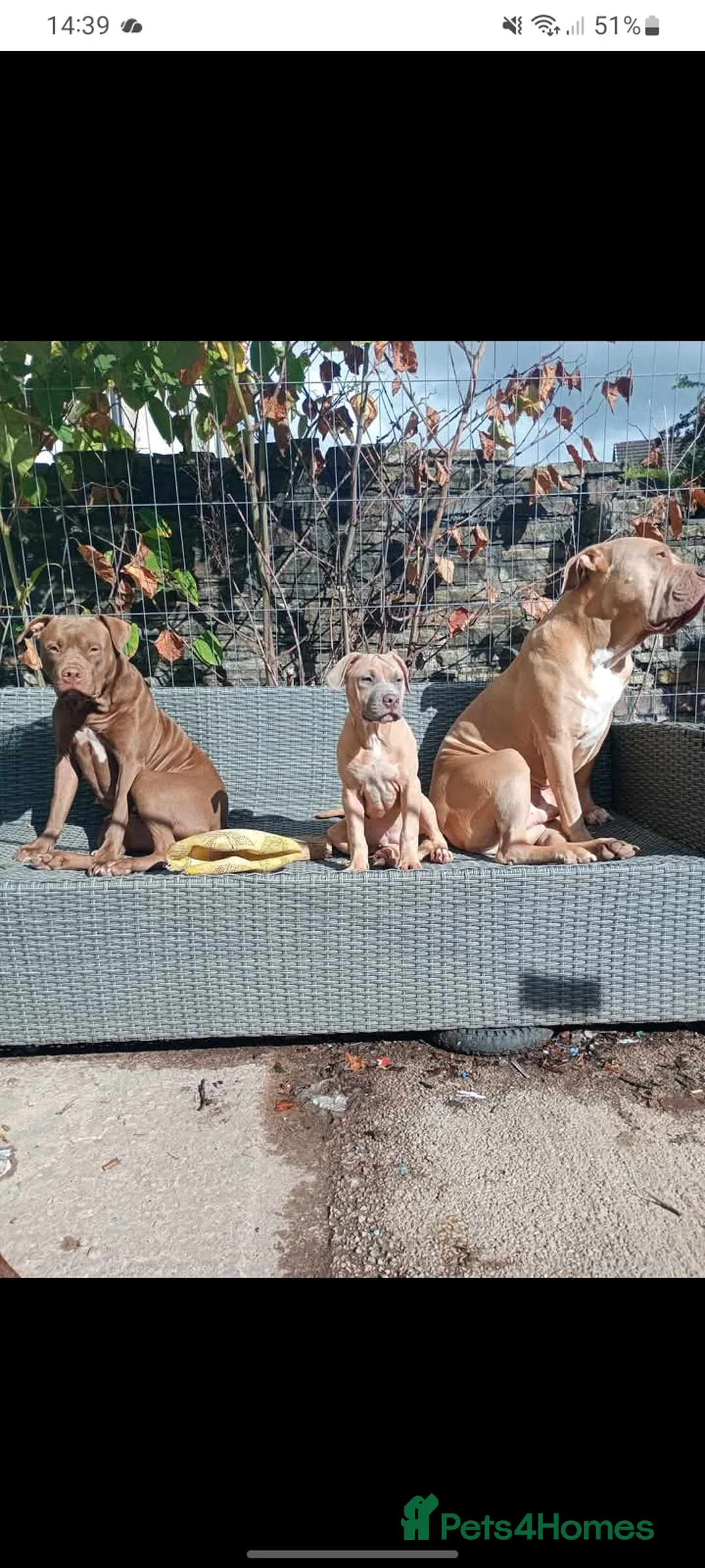 Mixed Breed dogs for sale: 1 year 4 month old female for rehoming  - Advert 2