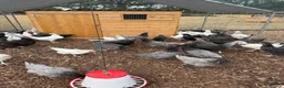 Chickens poultry for sale: hybrid pullets, point of lay - Advert 2
