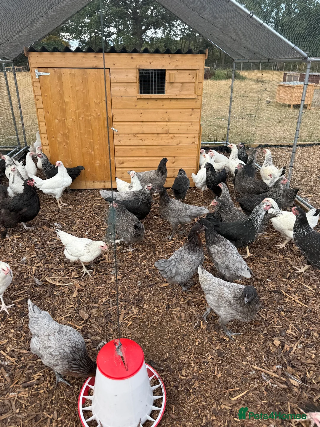 Chickens poultry for sale: hybrid pullets, point of lay - Advert 2