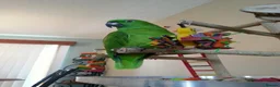 Budgerigars birds for sale: PARROTS! - Advert 3