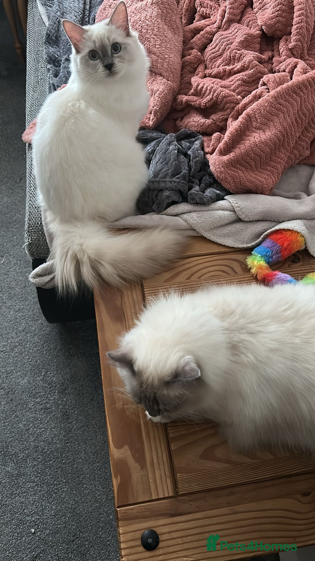 Ragdoll cats for sale: 💔 Rehoming Active Ragdoll Queens TICA Registered - Image 4