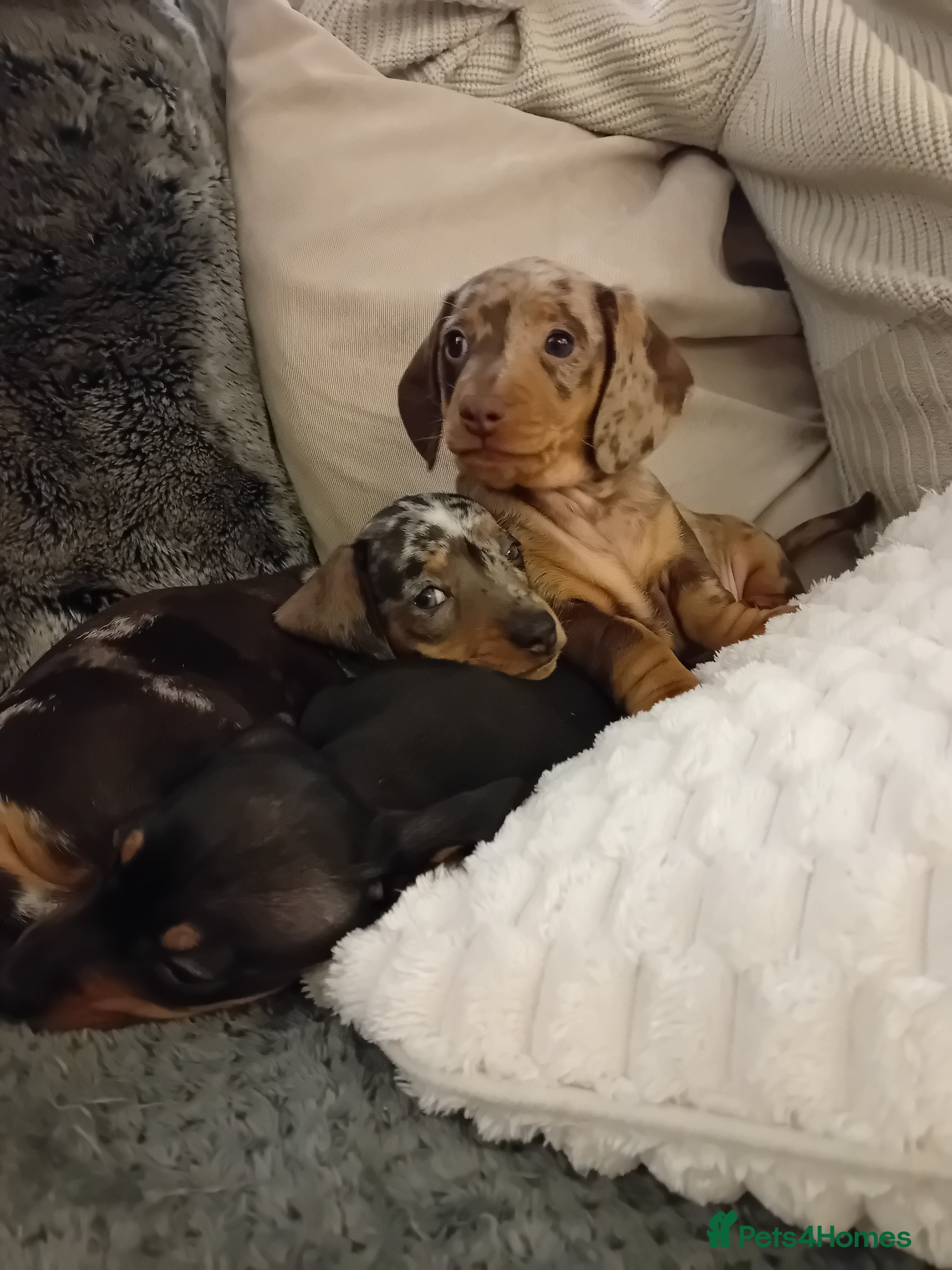 Dachshund dogs 3 beautiful dachshund puppies  - Advert 12