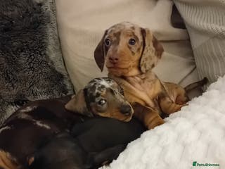 Dachshund dogs 3 beautiful dachshund puppies - Advert 12