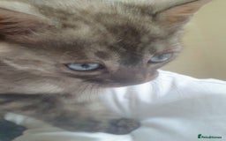 Bengal cats for sale: Silver bengal kitten  - Image 6