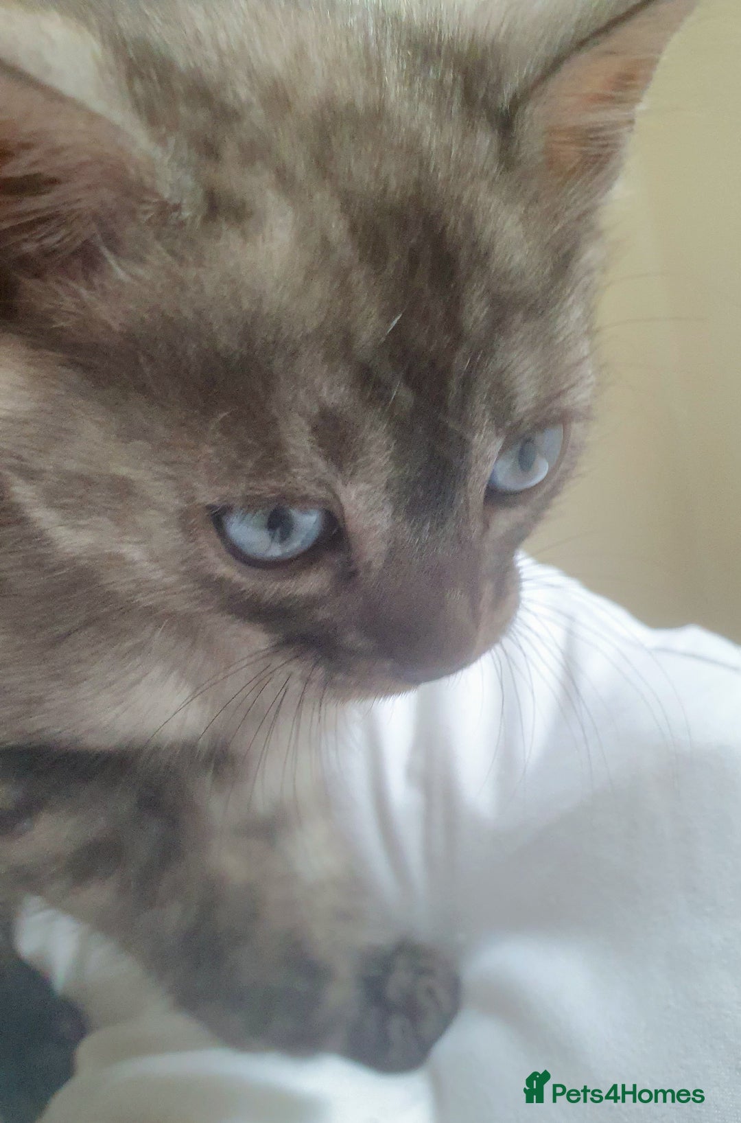 Bengal cats for sale: Silver bengal kitten  - Image 6