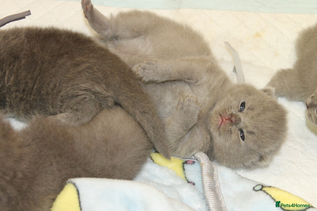 British Shorthair cats for sale: Gccf blue British shorthairs *ready November* - Image 8