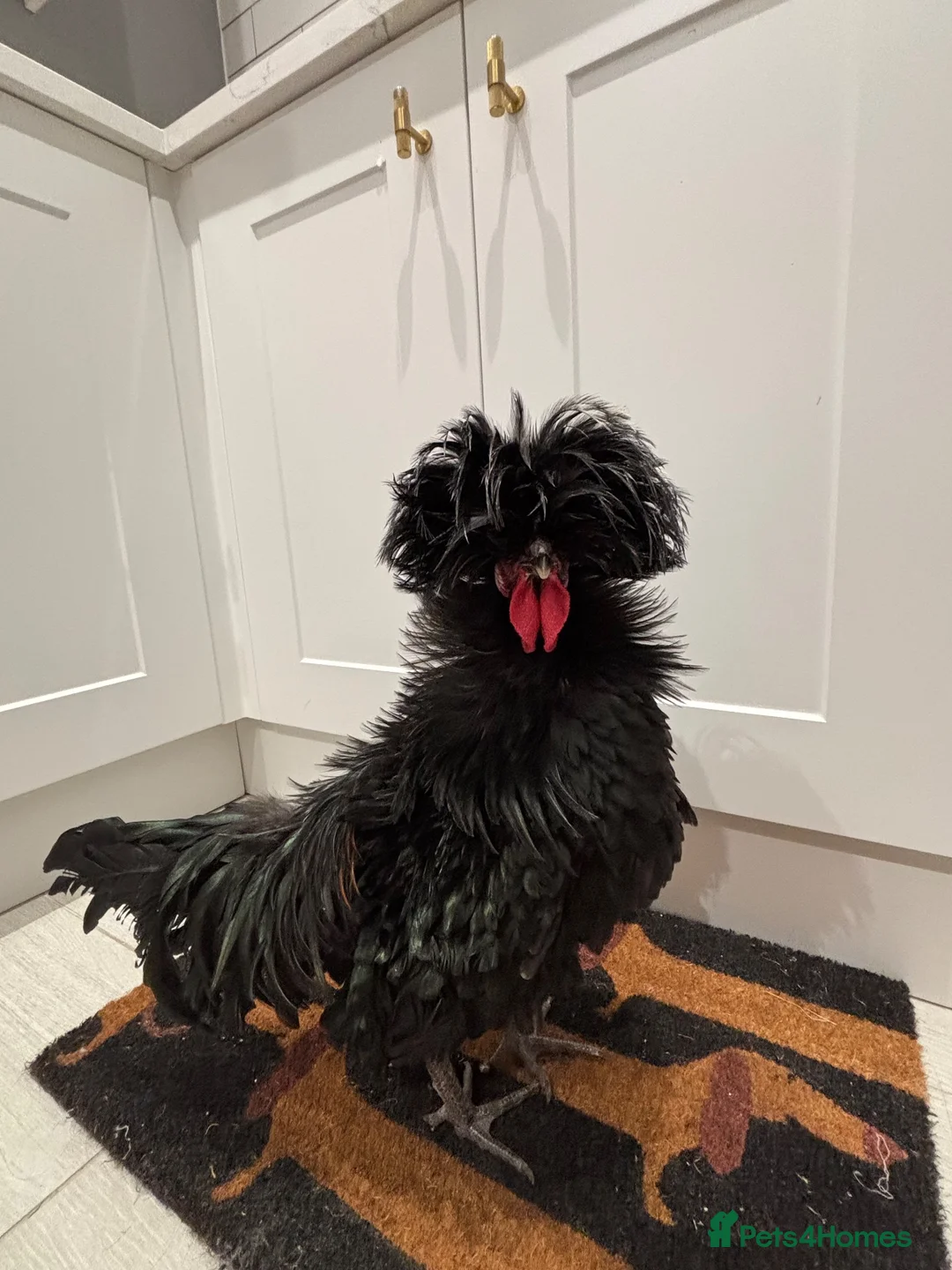 Chickens poultry for sale: Gorgeous Polish Cockerel  in Ascot - Advert 4