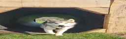 Alaskan Malamute dogs for sale: Alaskan Malamute Puppies – Loving Family Raised in Craven Arms - Advert 2