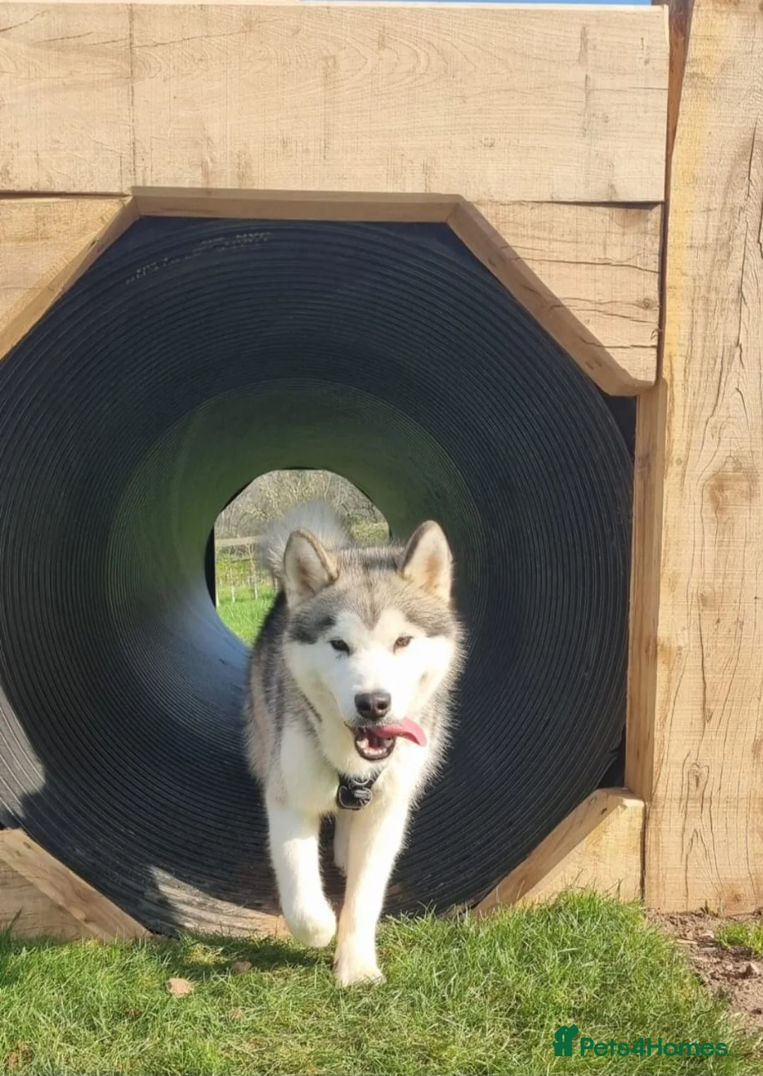 Alaskan Malamute dogs for sale: Alaskan Malamute Puppies – Loving Family Raised in Craven Arms - Advert 2