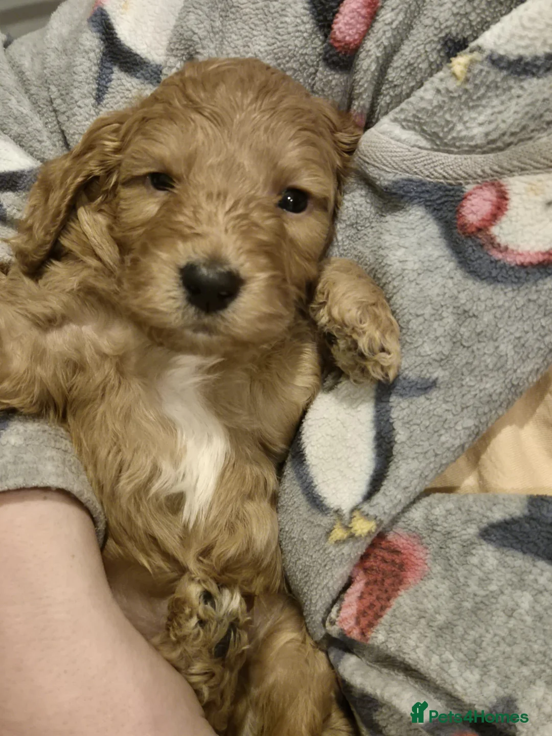 Cockapoo dogs for sale: F1 Stunning coloured cockerpoos - Advert 6