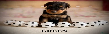 Airedale Terrier 3