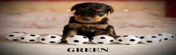 Airedale Terrier dogs for sale: ADORABLE AIREDALE PUPS FROM 5 ⭐️ LICENSED BREEDER - Advert 9