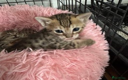 Savannah cats for sale: Stunning Savannah Kittens - Image 30