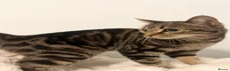 Bengal cats for sale: Bengal X British - adult rehome - Advert 3