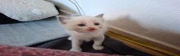 Ragdoll cats for sale: Ragdoll kittens  in Clydebank - Advert 5