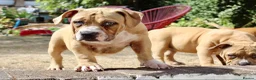 American Bully dogs for sale: American Pocket Bully’s  - Advert 22