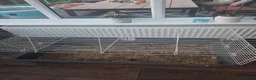 Mixed Breed rabbits for sale: 2x male guinea pigs ( brothers) - Advert 6