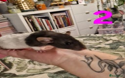 Rat rodents for sale: 9 beautiful girls - Image 6