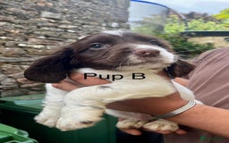 English Springer Spaniel dogs for sale: KC REG English Springer Spaniel - Image 5