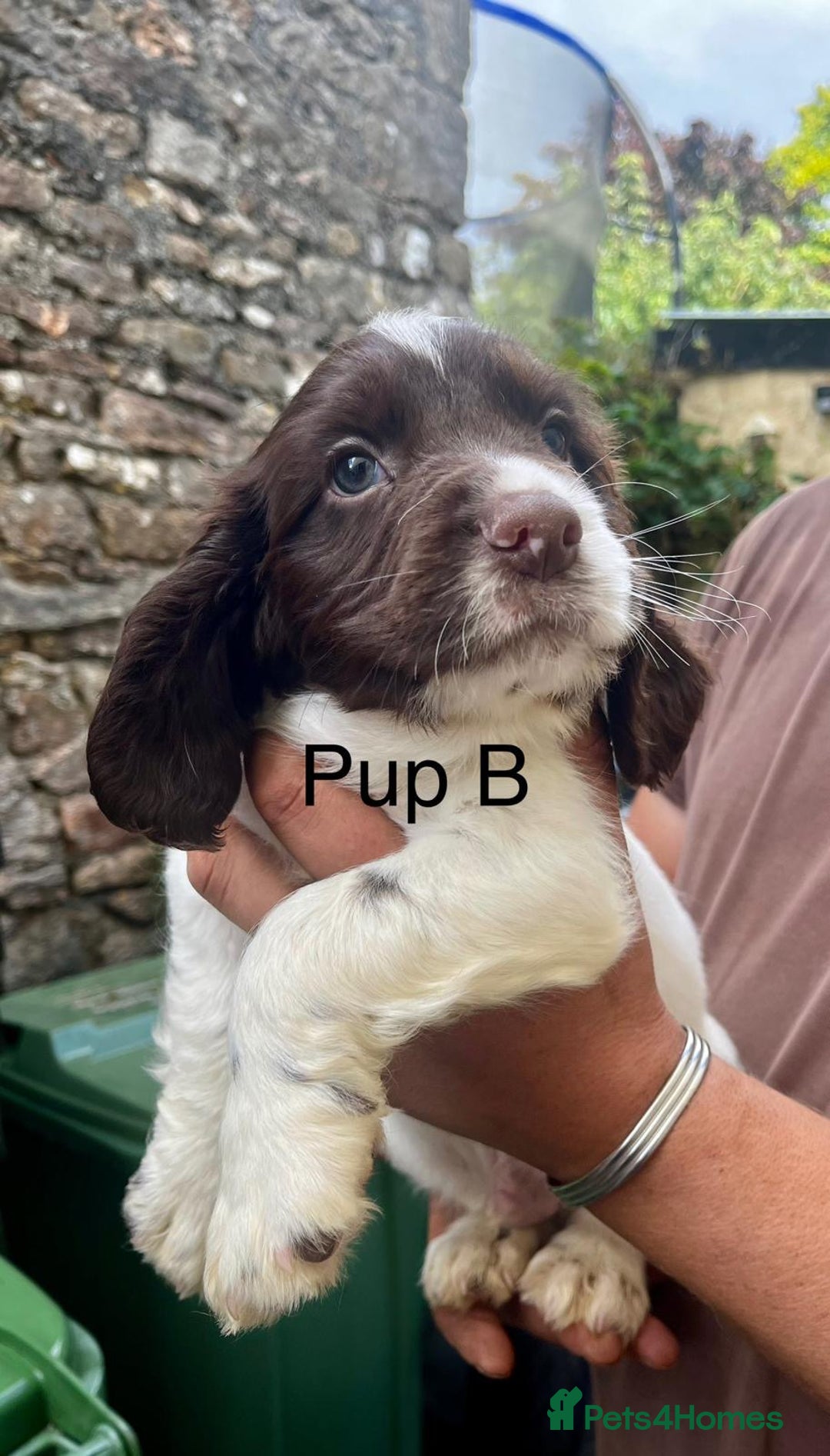 English Springer Spaniel dogs for sale: KC REG English Springer Spaniel - Image 5