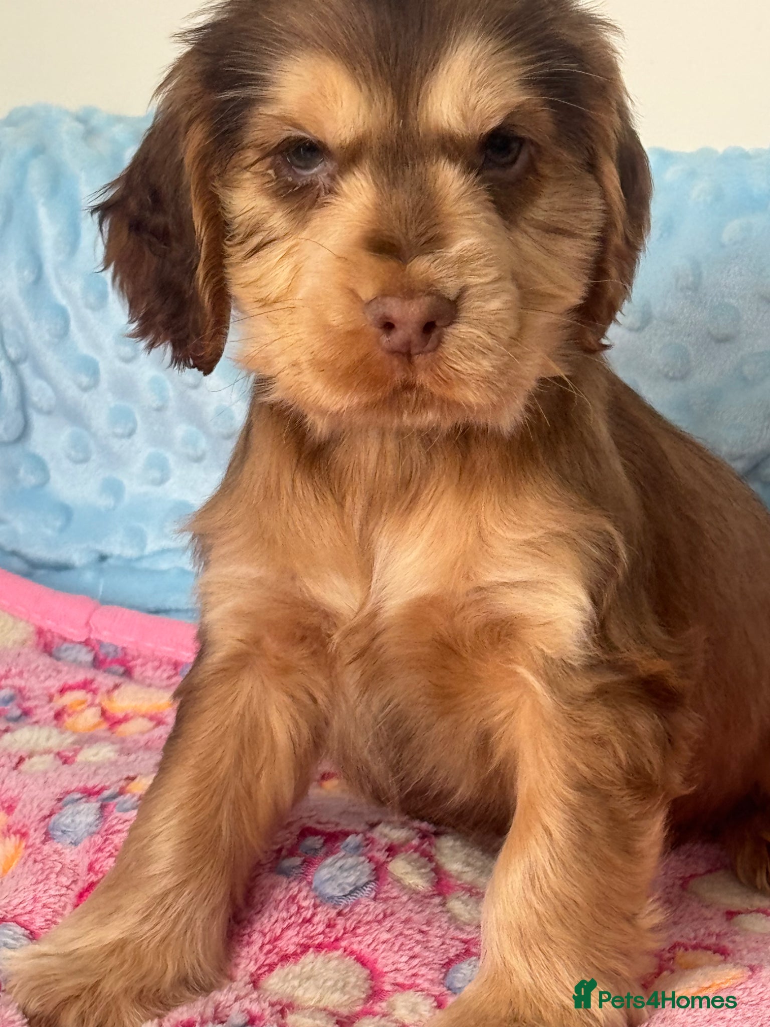 Cocker Spaniel dogs Beautiful KC registered show spaniels ready now  - Advert 6