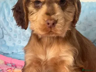 Cocker Spaniel dogs Beautiful KC registered show spaniels ready now - Advert 6