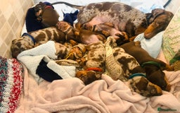 Miniature Dachshund dogs for sale: 8 MINIATURE DACHSHUNDS - Advert 13