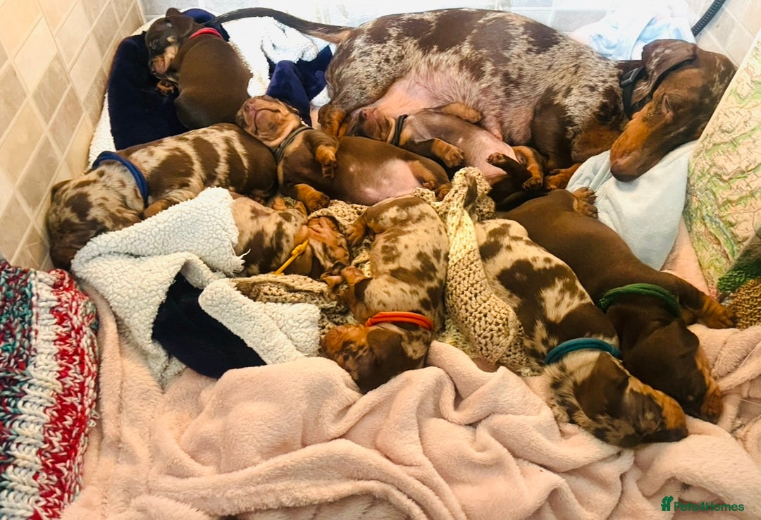 Miniature Dachshund dogs for sale: 8 MINIATURE DACHSHUNDS - Advert 13