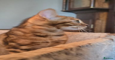 Bengal cats - Advert 6