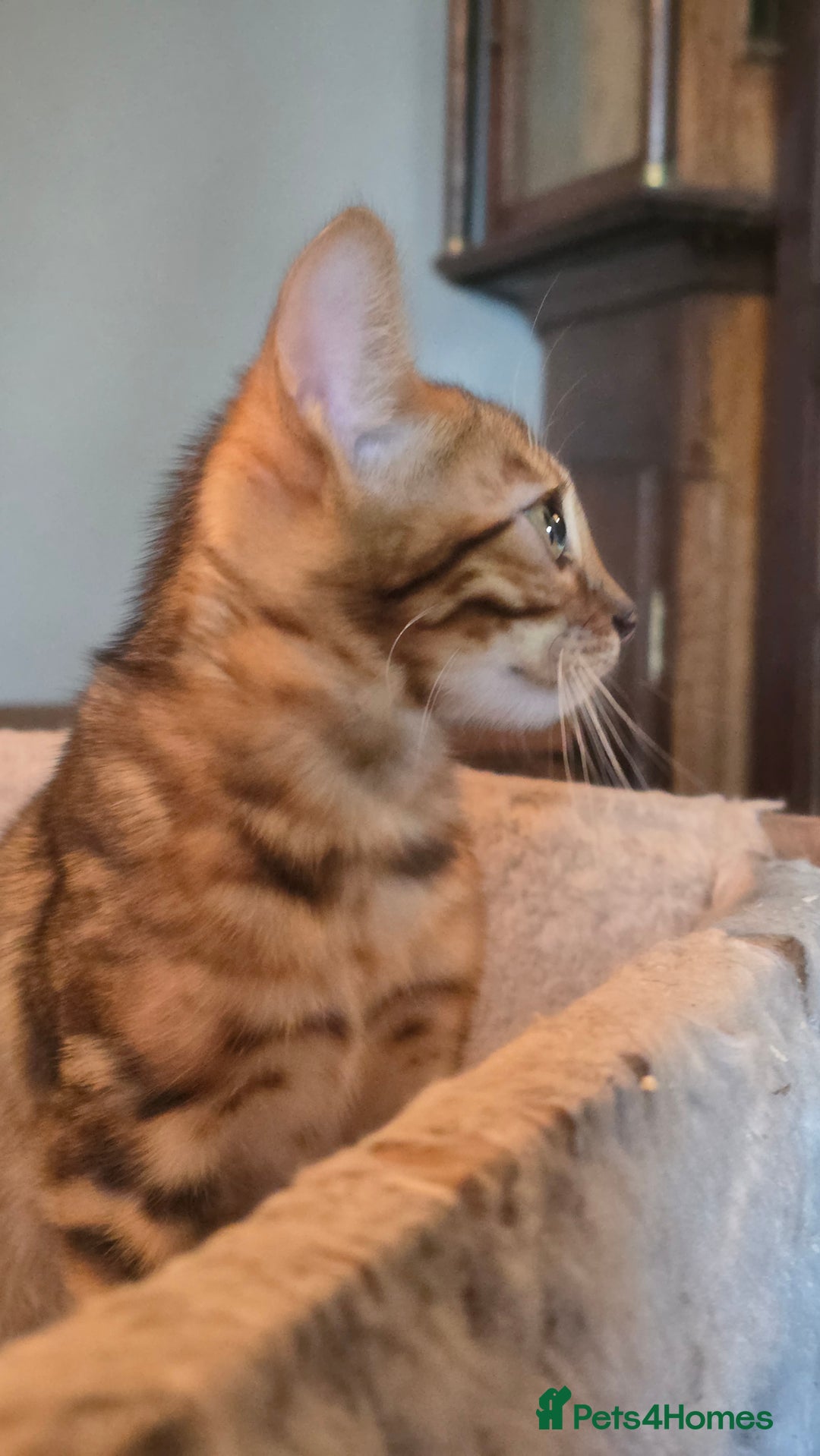 Bengal cats for sale: Registered Pure Bengal Babies Browns and Blues  - Image 2