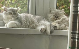 Persian cats for sale: FEMALE SILVER TIPPED CHINCHILLA PERSIAN  - Image 5