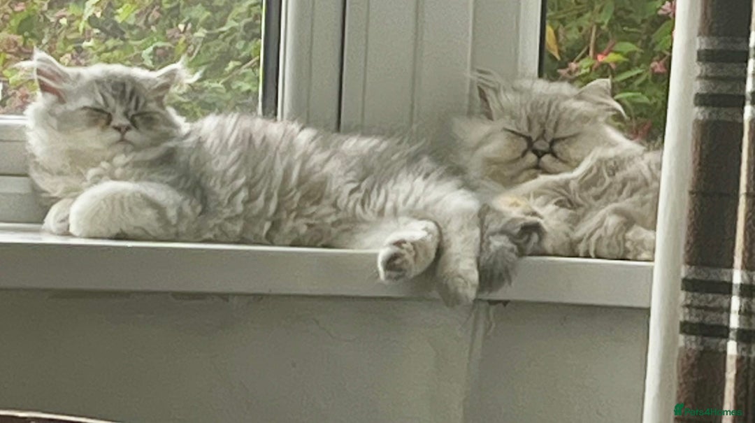 Persian cats for sale: FEMALE SILVER TIPPED CHINCHILLA PERSIAN  - Image 5