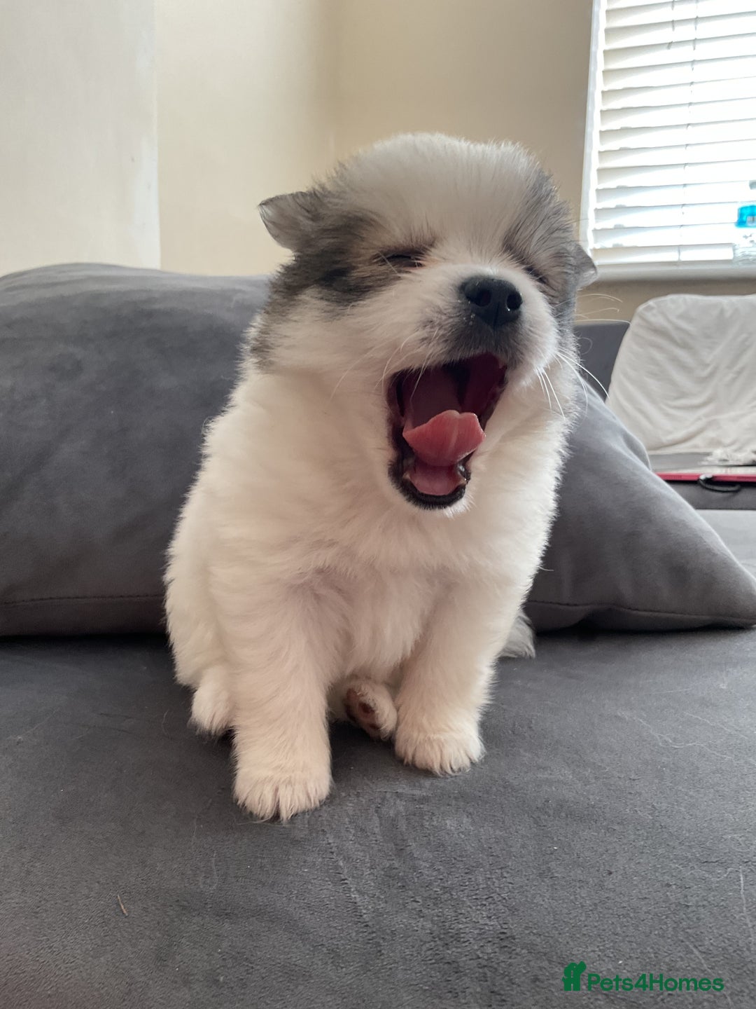 Pomeranian dogs for sale: 10 week old Pom puppies - Image 2