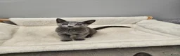 Russian Blue cats for sale: GCCF REGISTERED RUSSIAN BLUE KITTENS  - Advert 11