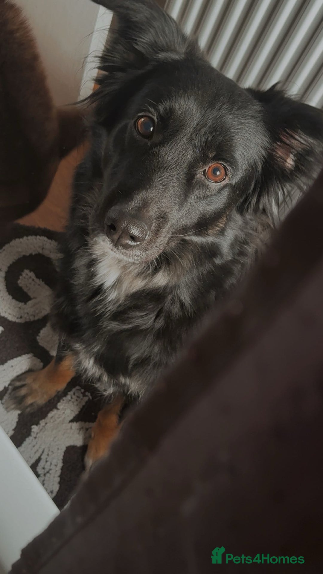 Mixed Breed dogs for sale: Coco  - Advert 2