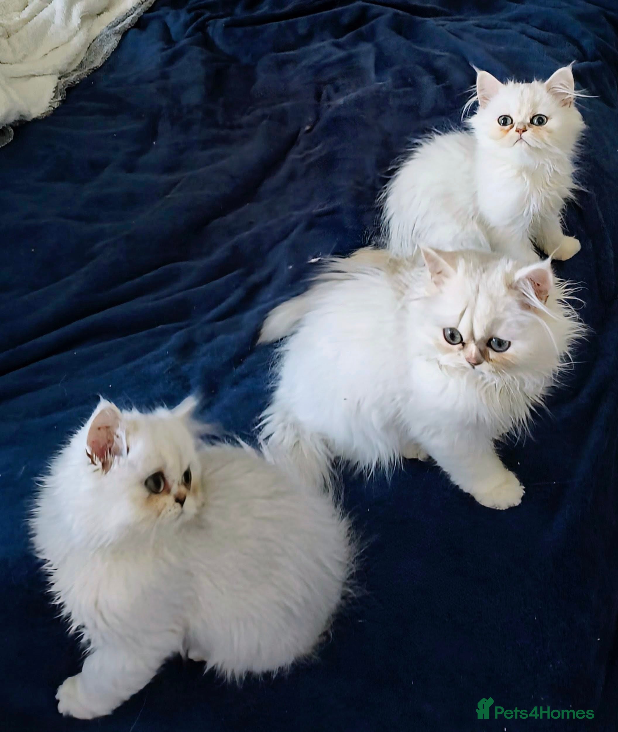 Persian cats ♦🍒White tipped Persian kittens ready now - Advert 9