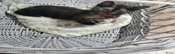 Mixed Breed cats for sale: Four girls. - Advert 5