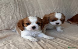 Cavalier King Charles Spaniel dogs for sale: Gorgeous Cavalier King Charles Puppies  - Image 25