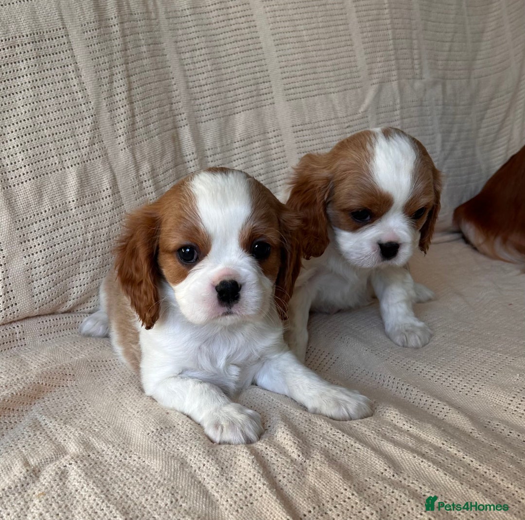 Cavalier King Charles Spaniel dogs for sale: Gorgeous Cavalier King Charles Puppies  - Image 25