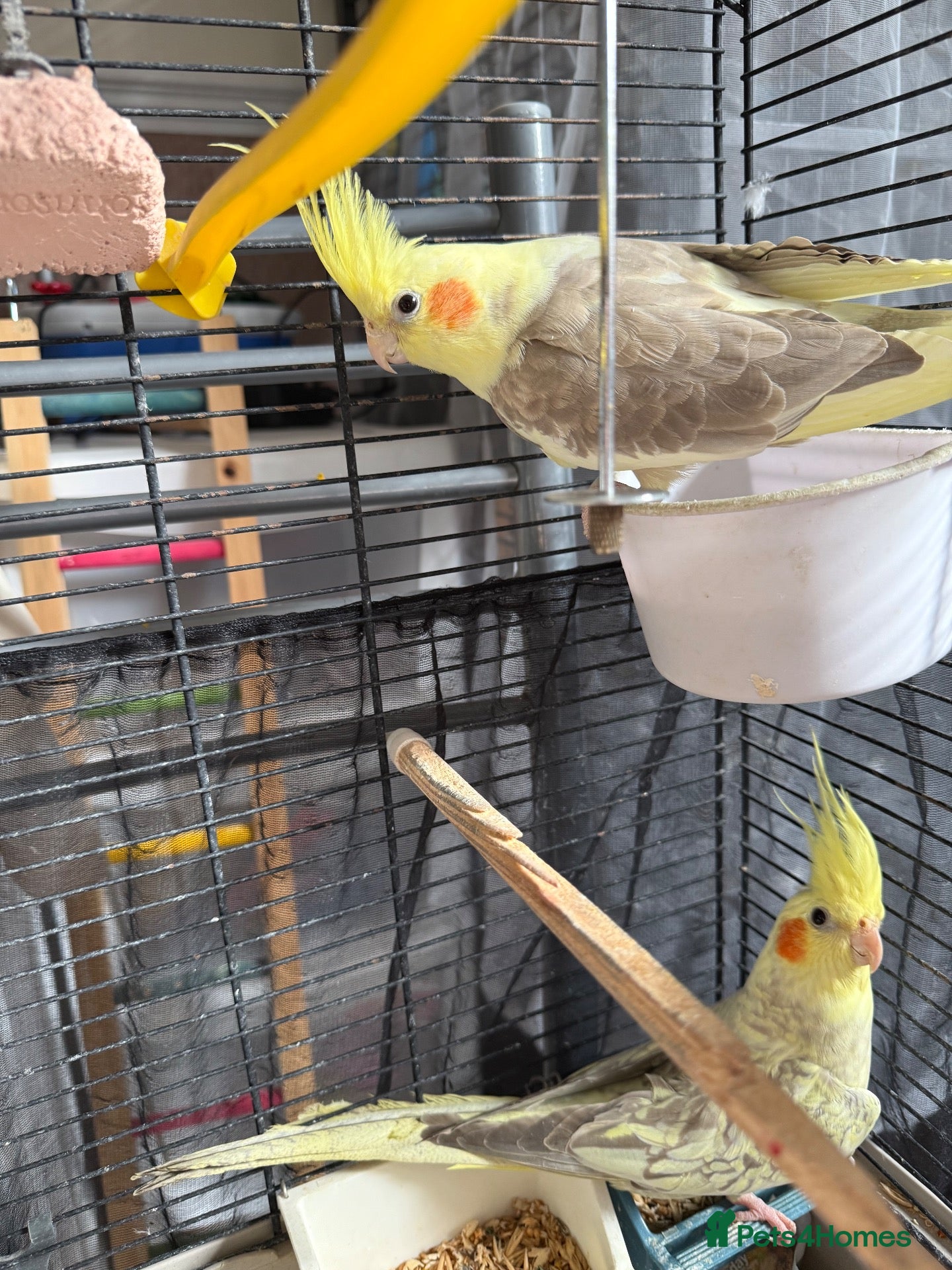 Cockatiels birds Beautiful sister cockatiels (Jazmín & Bella) - Advert 10