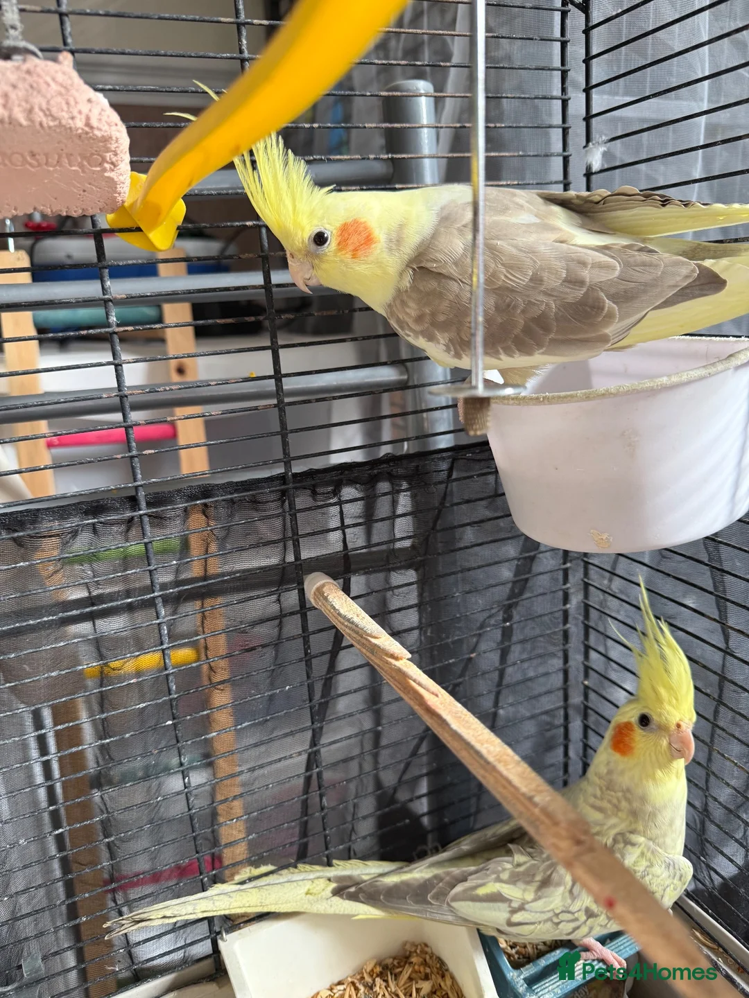 Cockatiels birds for sale: Beautiful sister cockatiels (Jazmín & Bella) in Hull - Advert 1