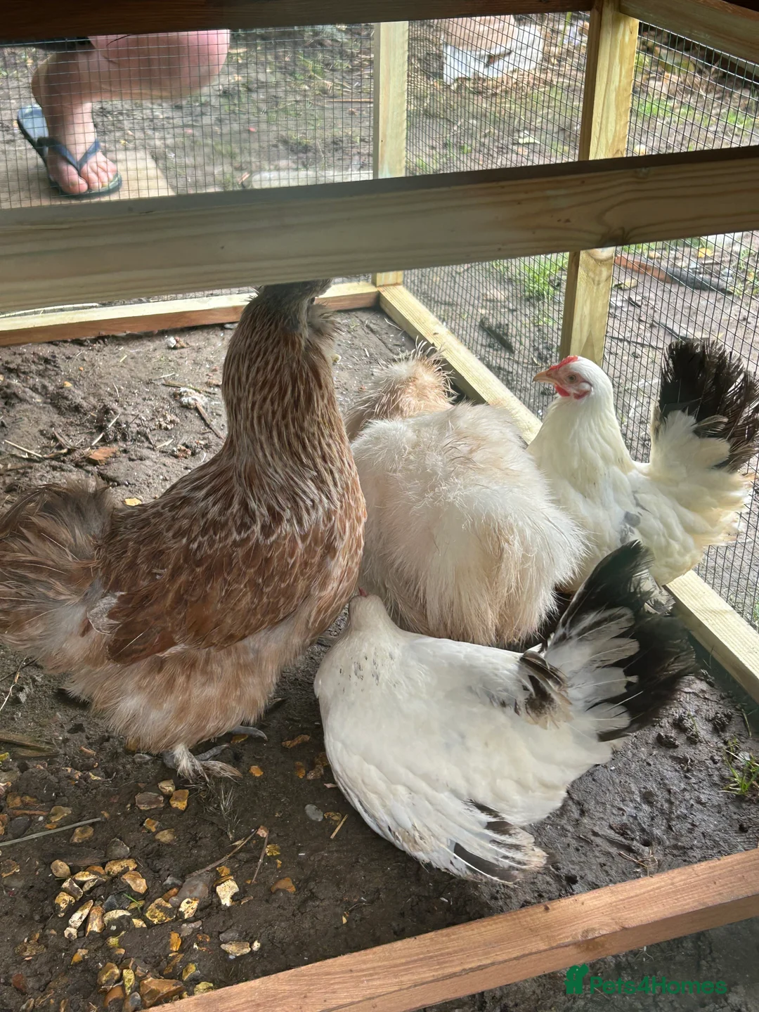 Chickens poultry for sale: 4 hens for sale  - Advert 2