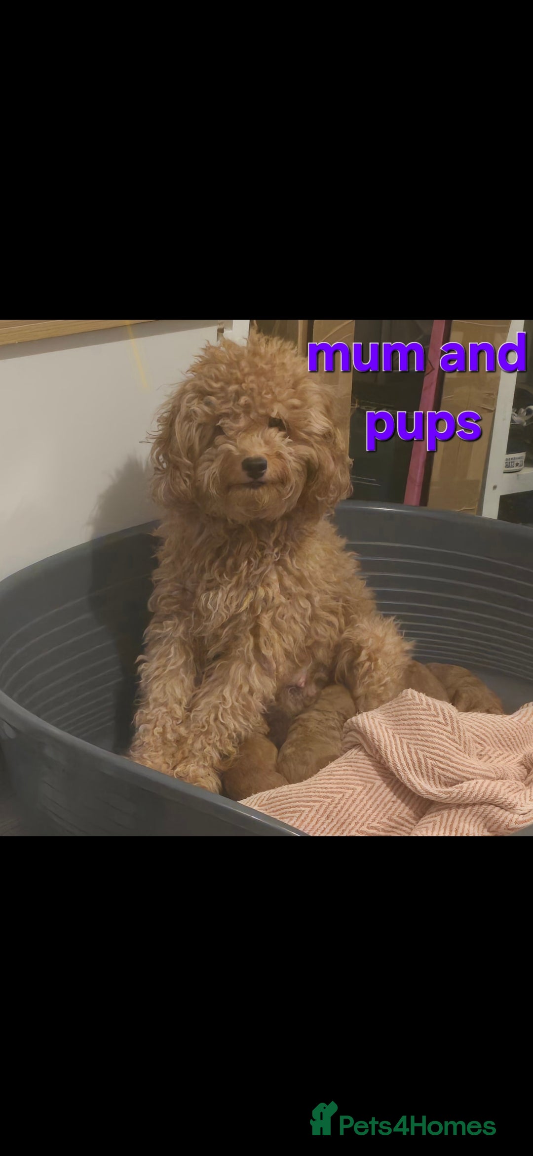 Maltipoo dogs 🐶4 gorgeous maltipoo pups for sale ready monday🐶 - Advert 1