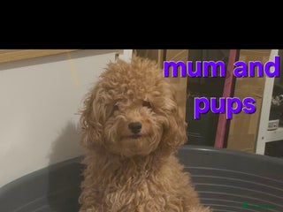 Maltipoo dogs 🐶4 gorgeous maltipoo pups for sale ready monday🐶 - Advert 1