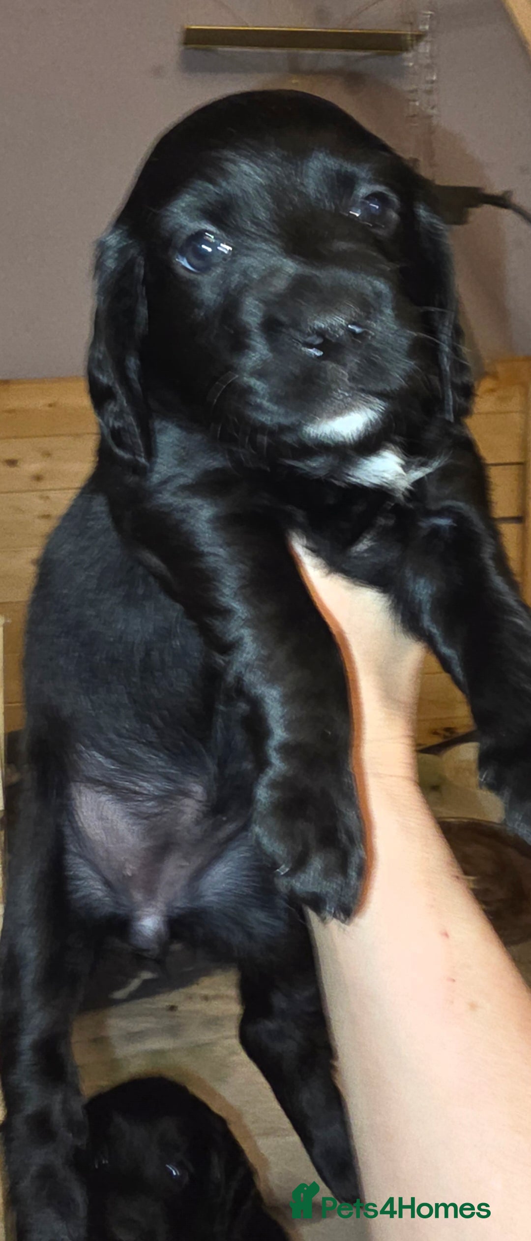 Sprocker dogs for sale: Beautiful chunky sprocker spaniel puppies  - Advert 5